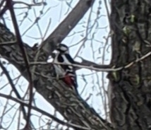 Dendrocopos major