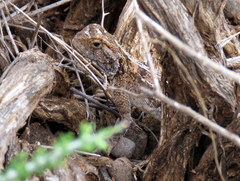 Agama aculeata
