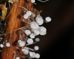 Mycena maldea
