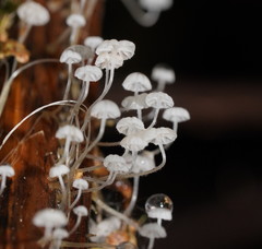 Mycena maldea