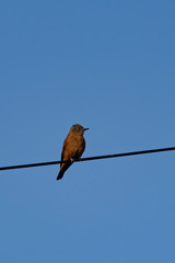 Hirundinea ferruginea