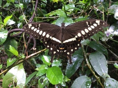 Papilio lormieri neocrocea