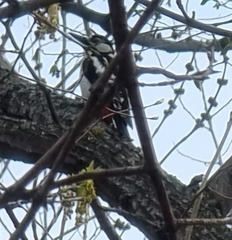 Dendrocopos major