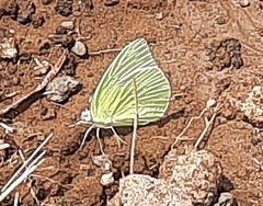 Catopsilia pomona