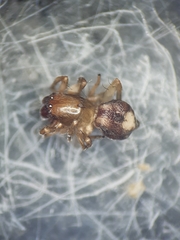 Porrhoclubiona leucaspis