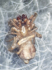 Porrhoclubiona leucaspis