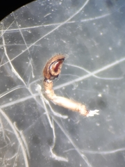 Porrhoclubiona leucaspis