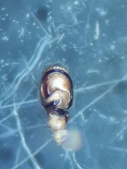 Porrhoclubiona leucaspis