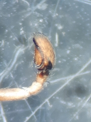 Porrhoclubiona leucaspis