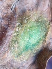 Gasteracantha sanguinea