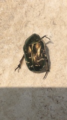 Cetonia aurata