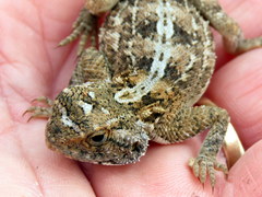 Agama aculeata