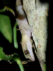 Nactus