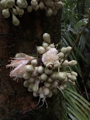 Syzygium cormiflorum