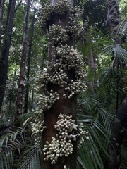 Syzygium cormiflorum