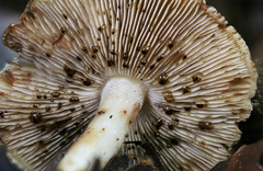 Inocybe dulciolens