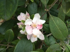 Rhodomyrtus