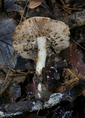 Inocybe dulciolens