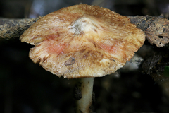 Inocybe dulciolens