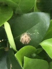 Araneus pegnia