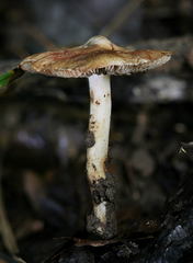 Inocybe dulciolens