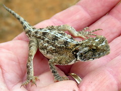 Agama aculeata