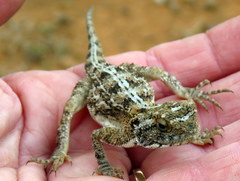 Agama aculeata