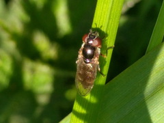 Platycheirus albimanus