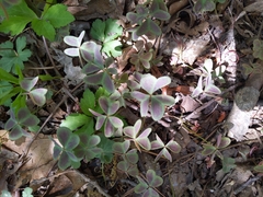 Oxalis violacea