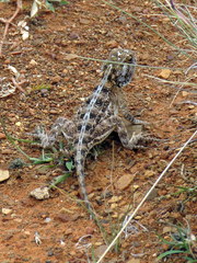Agama aculeata