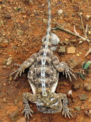 Agama aculeata