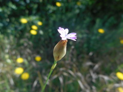 Petrorhagia prolifera