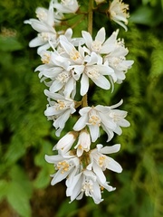 Deutzia cordatula