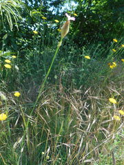 Petrorhagia prolifera