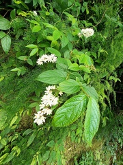 Deutzia cordatula
