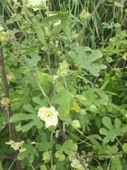Alcea sulphurea