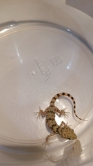 Tenuidactylus caspius
