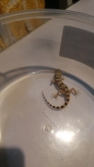 Tenuidactylus caspius