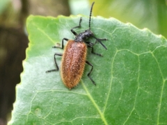 Lagria grenieri