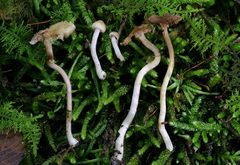 Inocybe microteroxantha