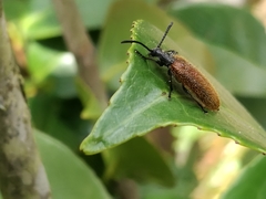 Lagria grenieri