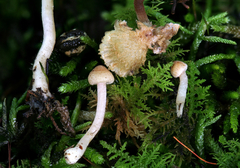 Inocybe microteroxantha
