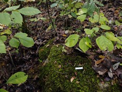 Inocybe microteroxantha