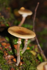 Armillaria hinnulea