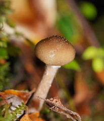 Armillaria hinnulea