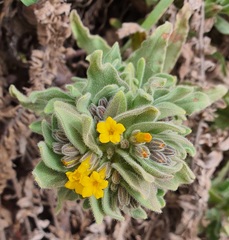 Alkanna orientalis