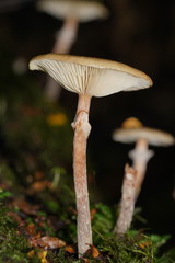 Armillaria hinnulea