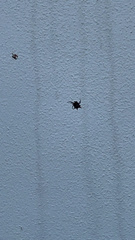 Gasteracantha cancriformis