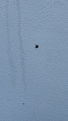 Gasteracantha cancriformis