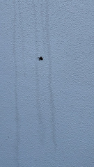 Gasteracantha cancriformis